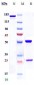 Anti-CCR2 / CD192 Reference Antibody (plozalizumab)